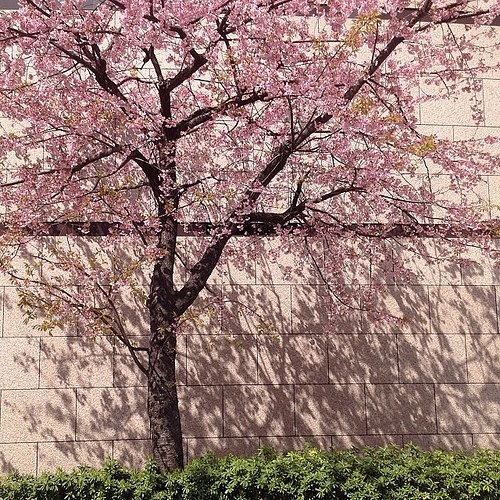 写真桜.JPG
